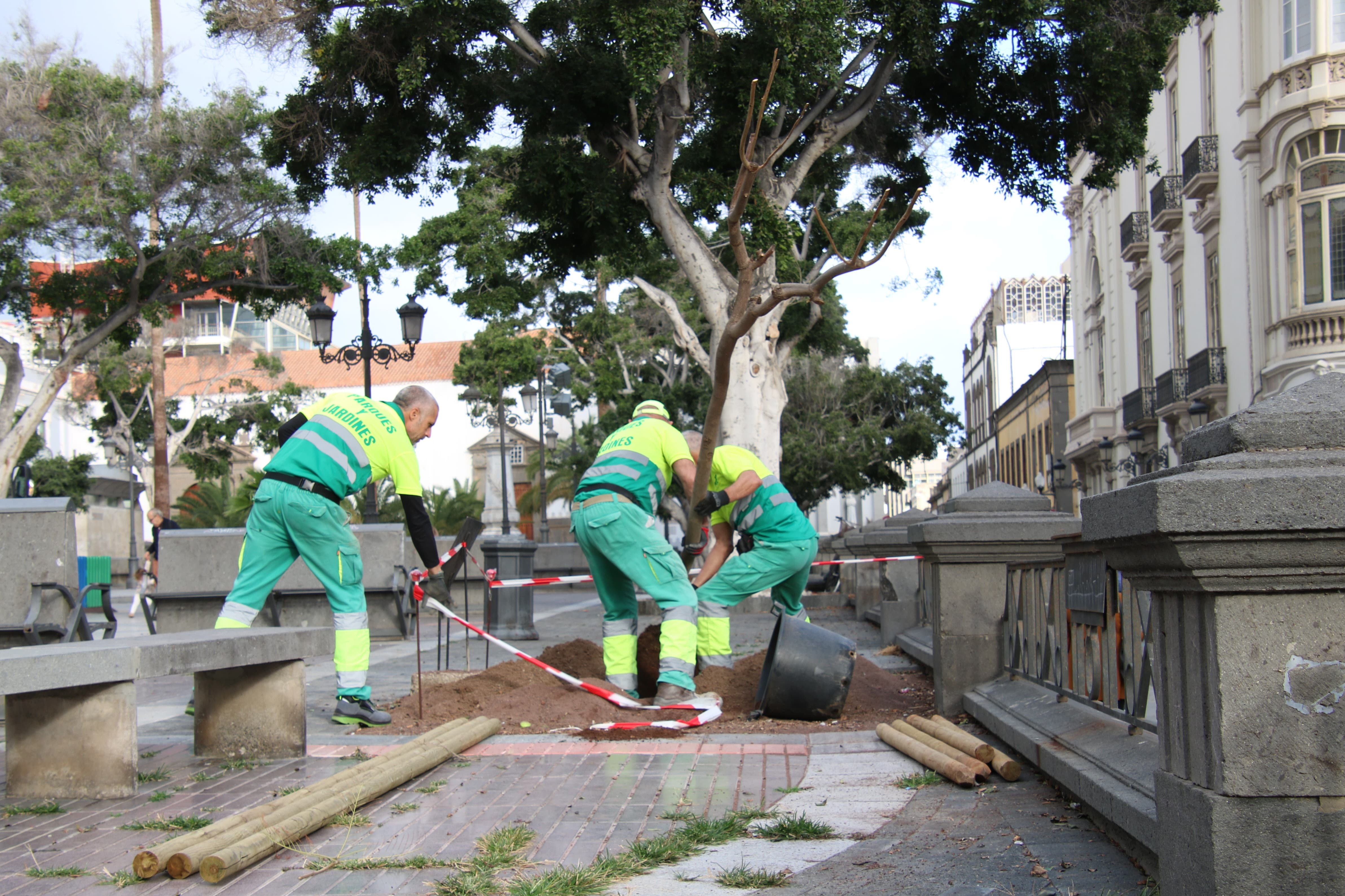 El Ayuntamiento de Las Palmas de Gran Canaria avanza en el plan de recuperación de la Alameda de Colón con nueva plantación