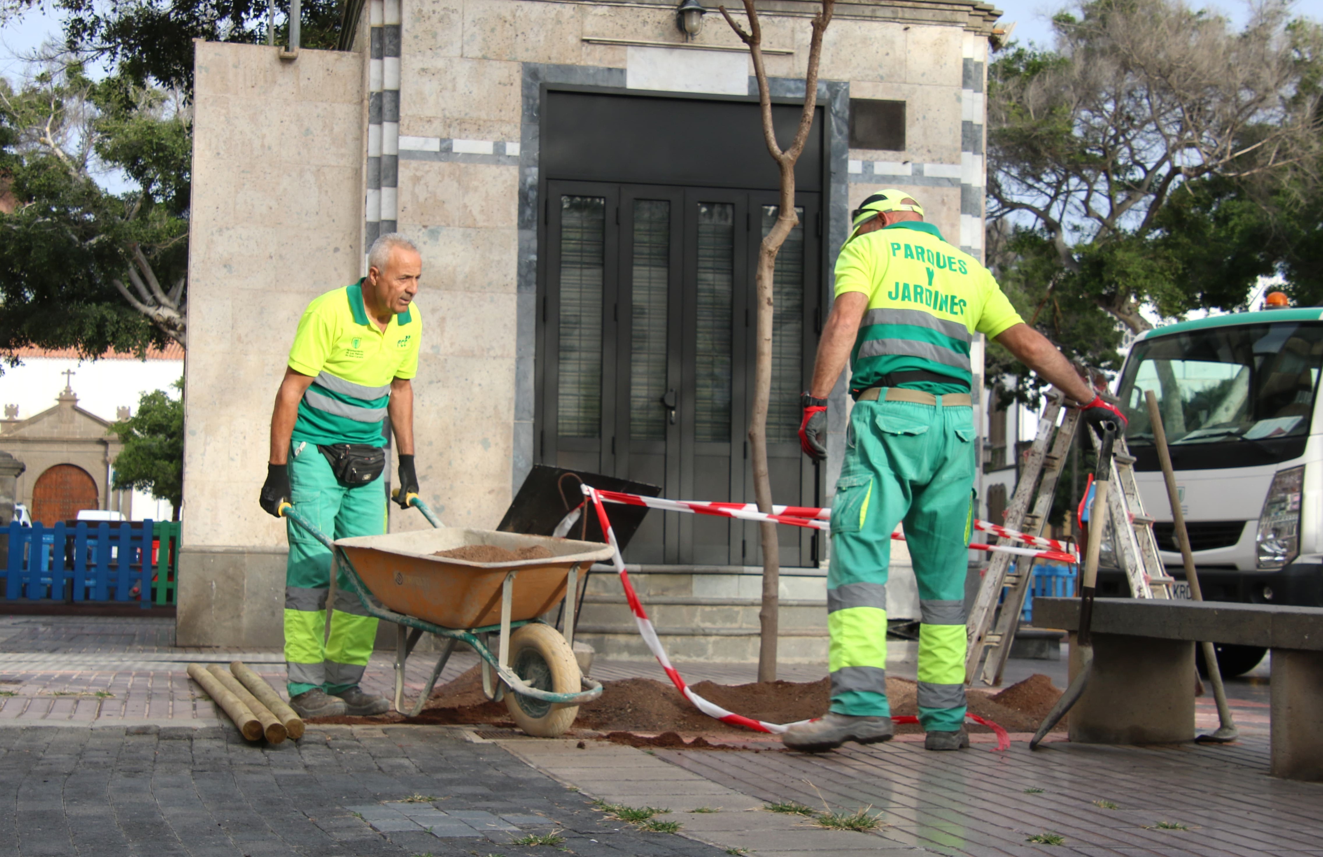 El Ayuntamiento de Las Palmas de Gran Canaria avanza en el plan de recuperación de la Alameda de Colón con nueva plantación