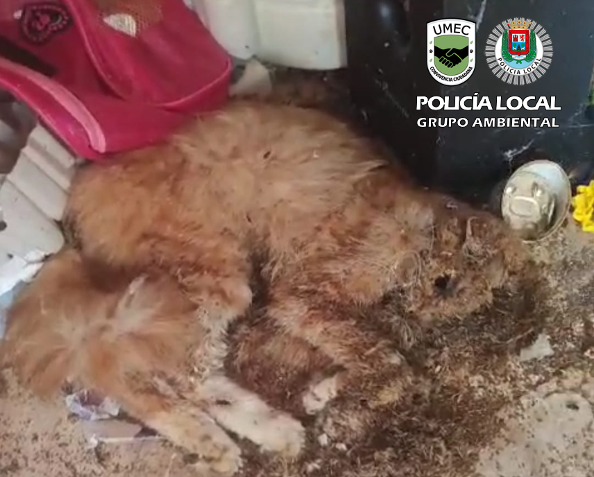 La Policía Local de Las Palmas de Gran Canaria investiga a una mujer por el maltrato de más de una veintena de gatos