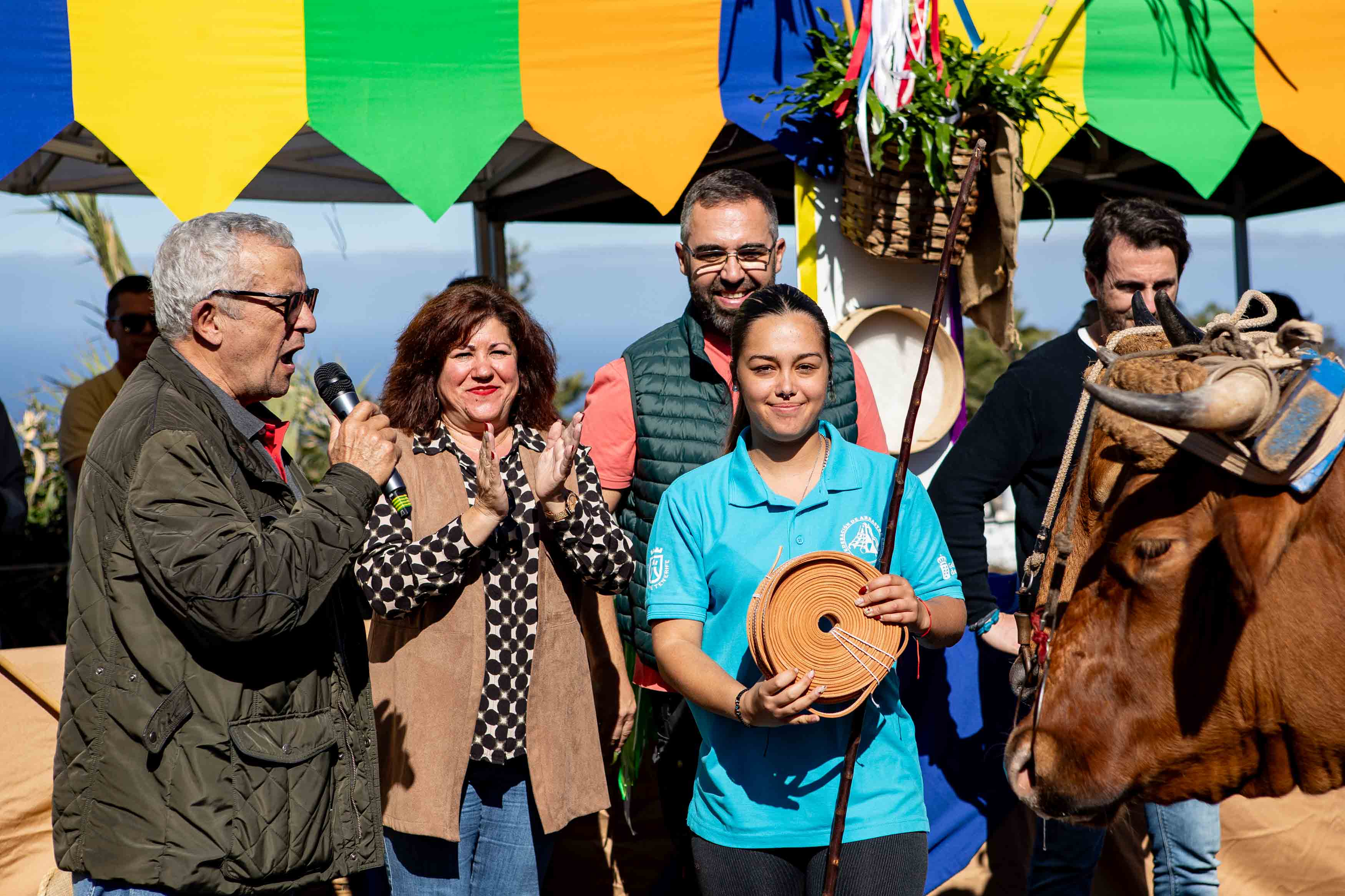El Concurso de Arrastre de Ganado de Tacoronte abre la programación festiva en honor a San Antonio Abad