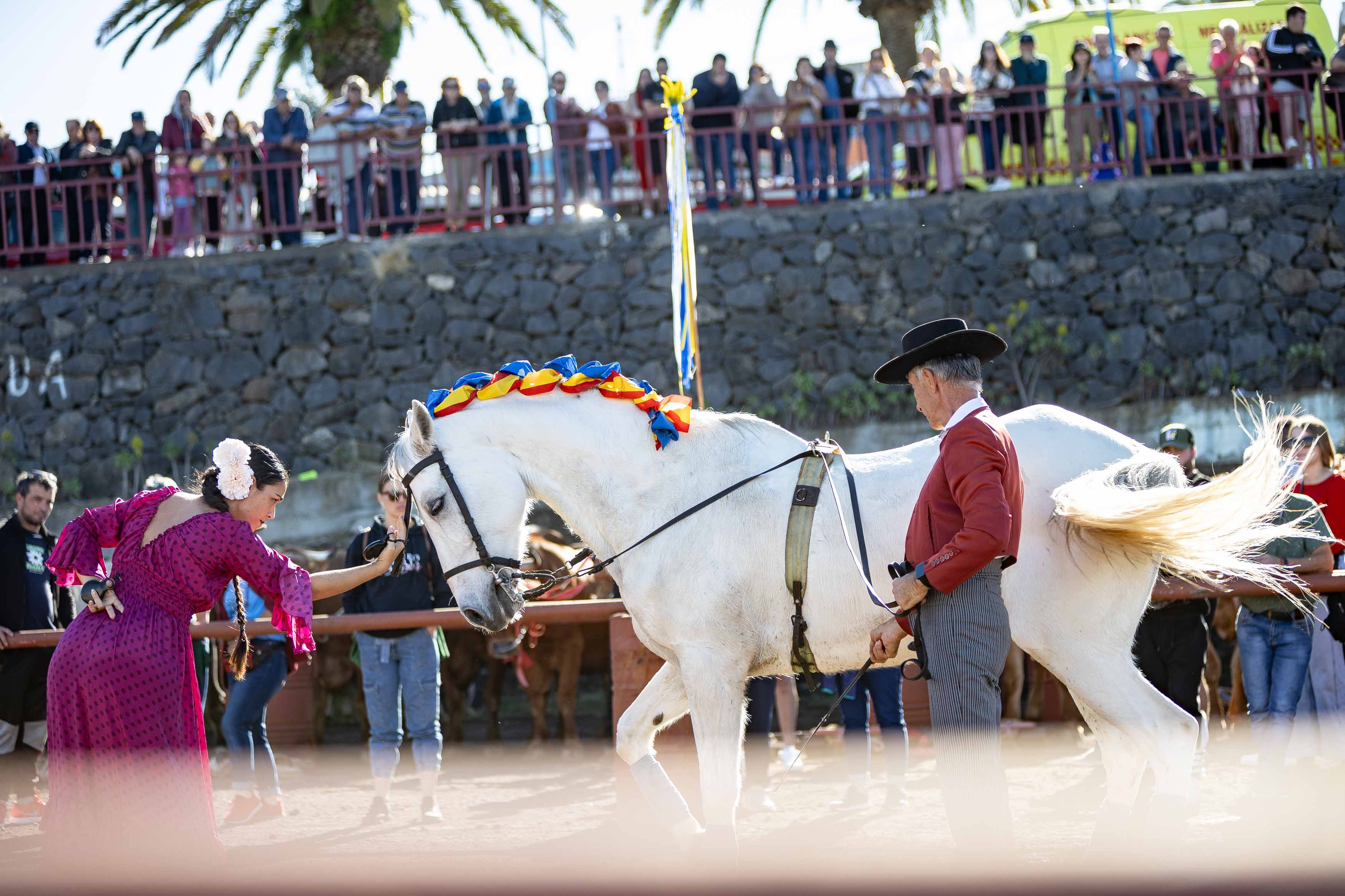 El Concurso de Arrastre de Ganado de Tacoronte abre la programación festiva en honor a San Antonio Abad