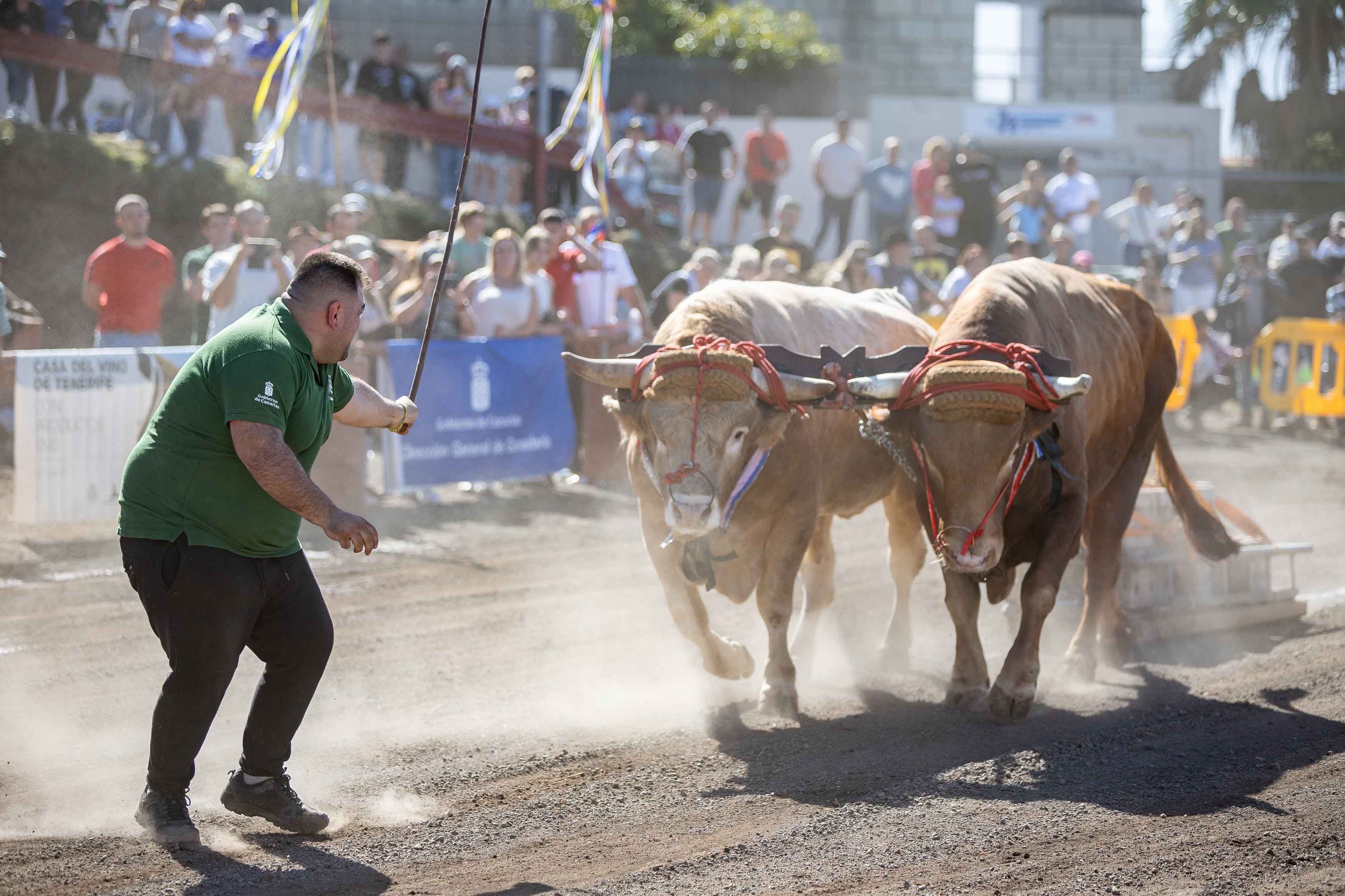 El Concurso de Arrastre de Ganado de Tacoronte abre la programación festiva en honor a San Antonio Abad