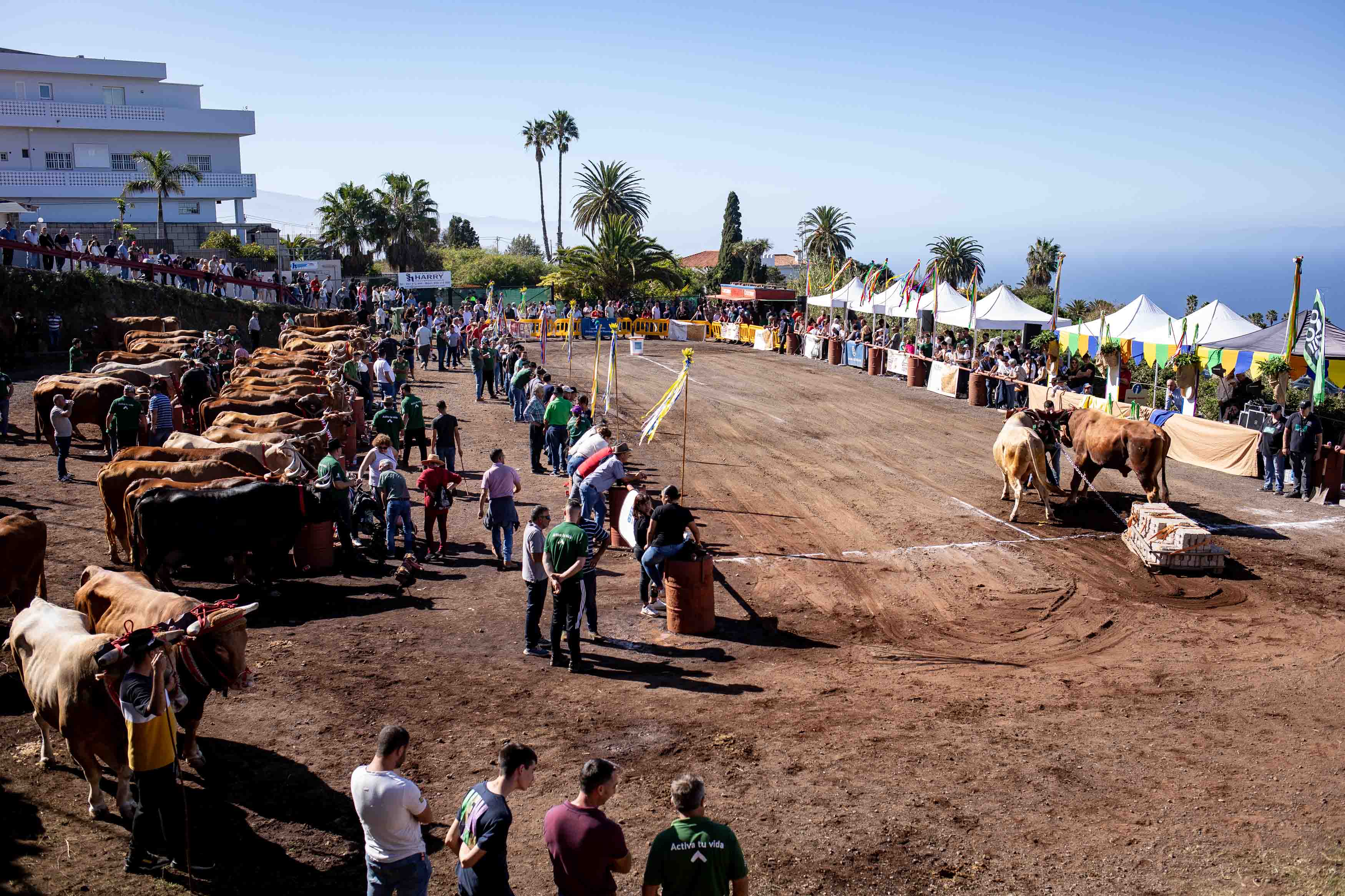 El Concurso de Arrastre de Ganado de Tacoronte abre la programación festiva en honor a San Antonio Abad