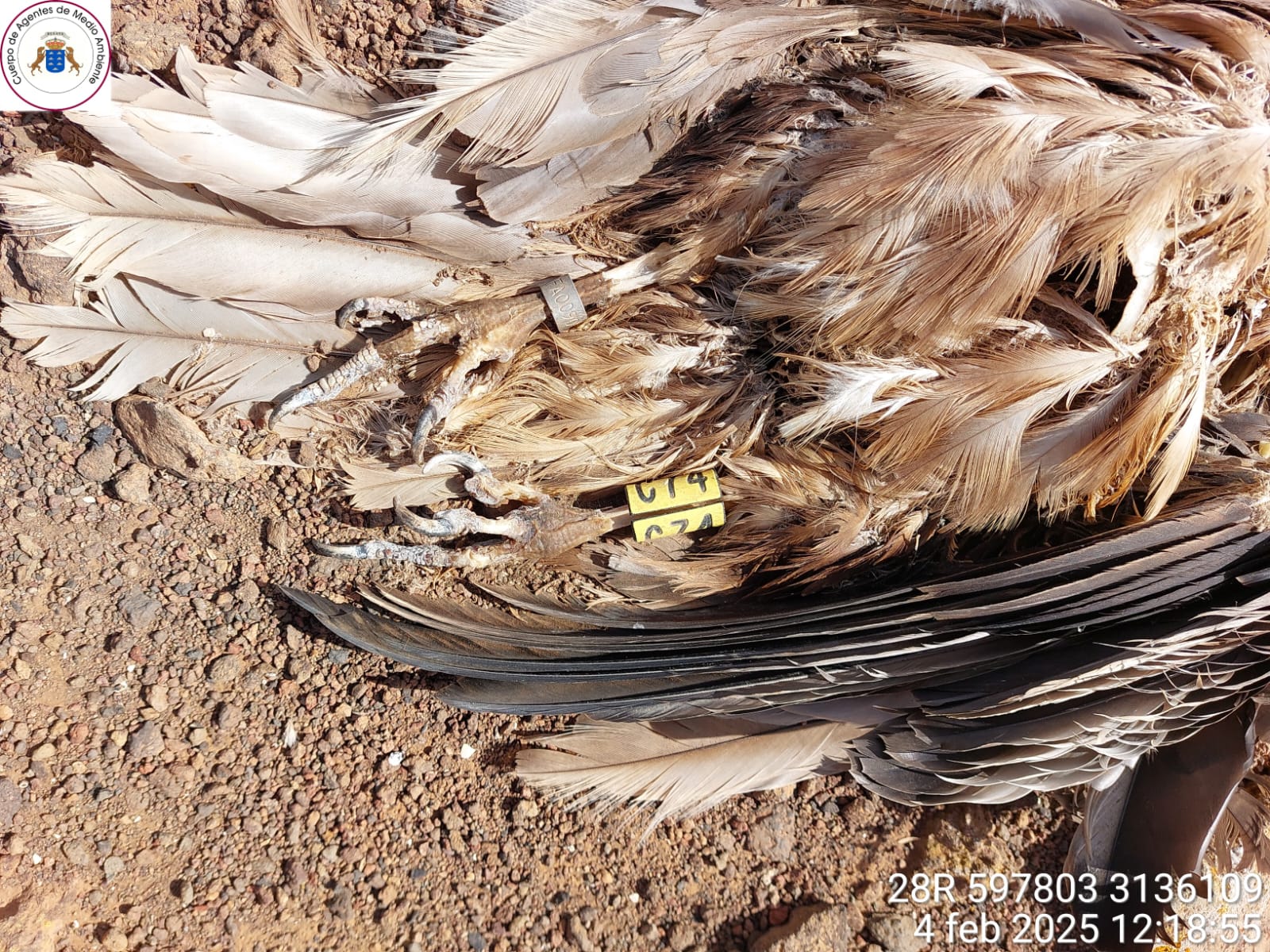 Mes negro para las aves protegidas en Fuerteventura por su colisión con infraestructuras energéticas