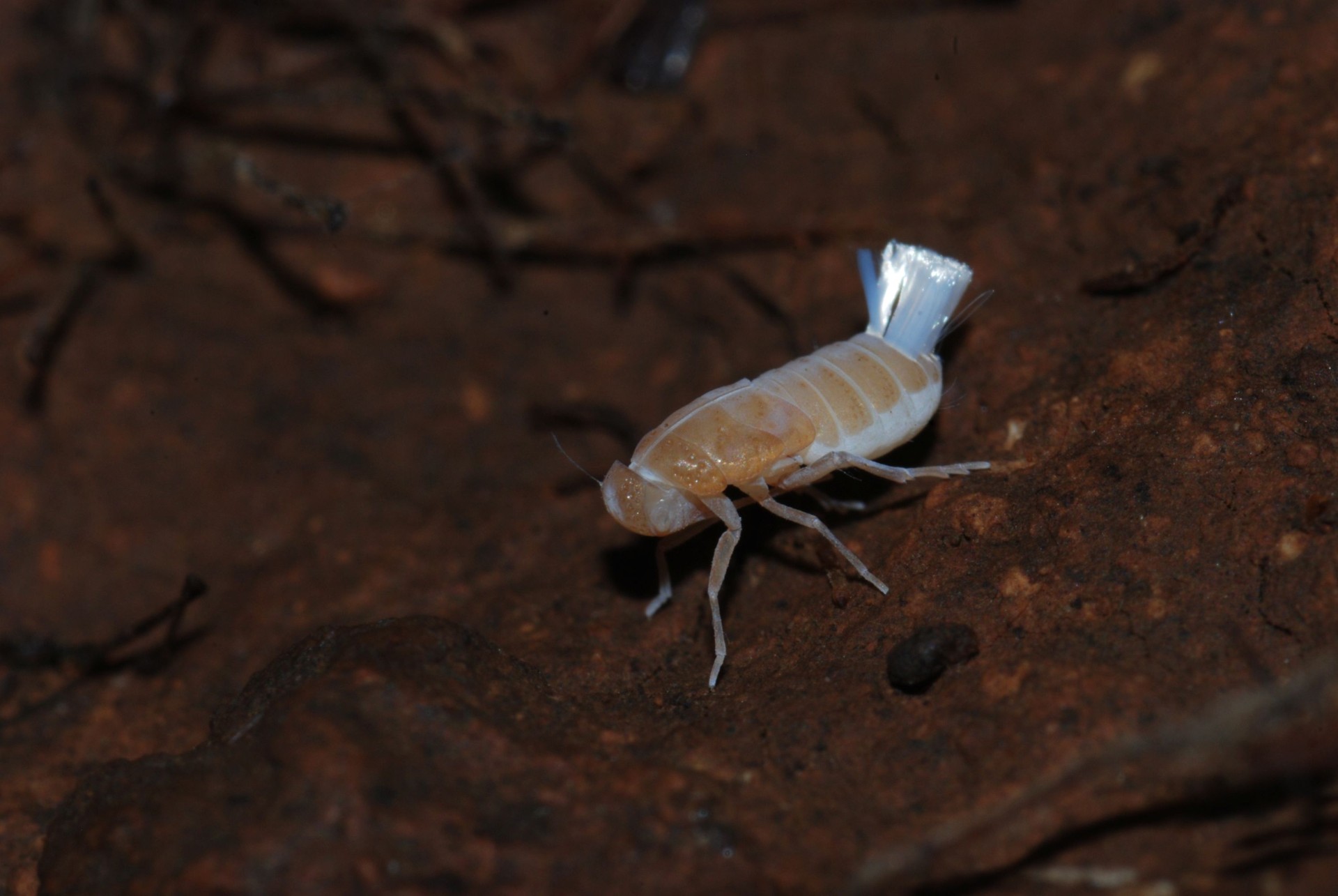 Descubiertas cuatro nuevas especies de chicharritas subterráneas en Canarias