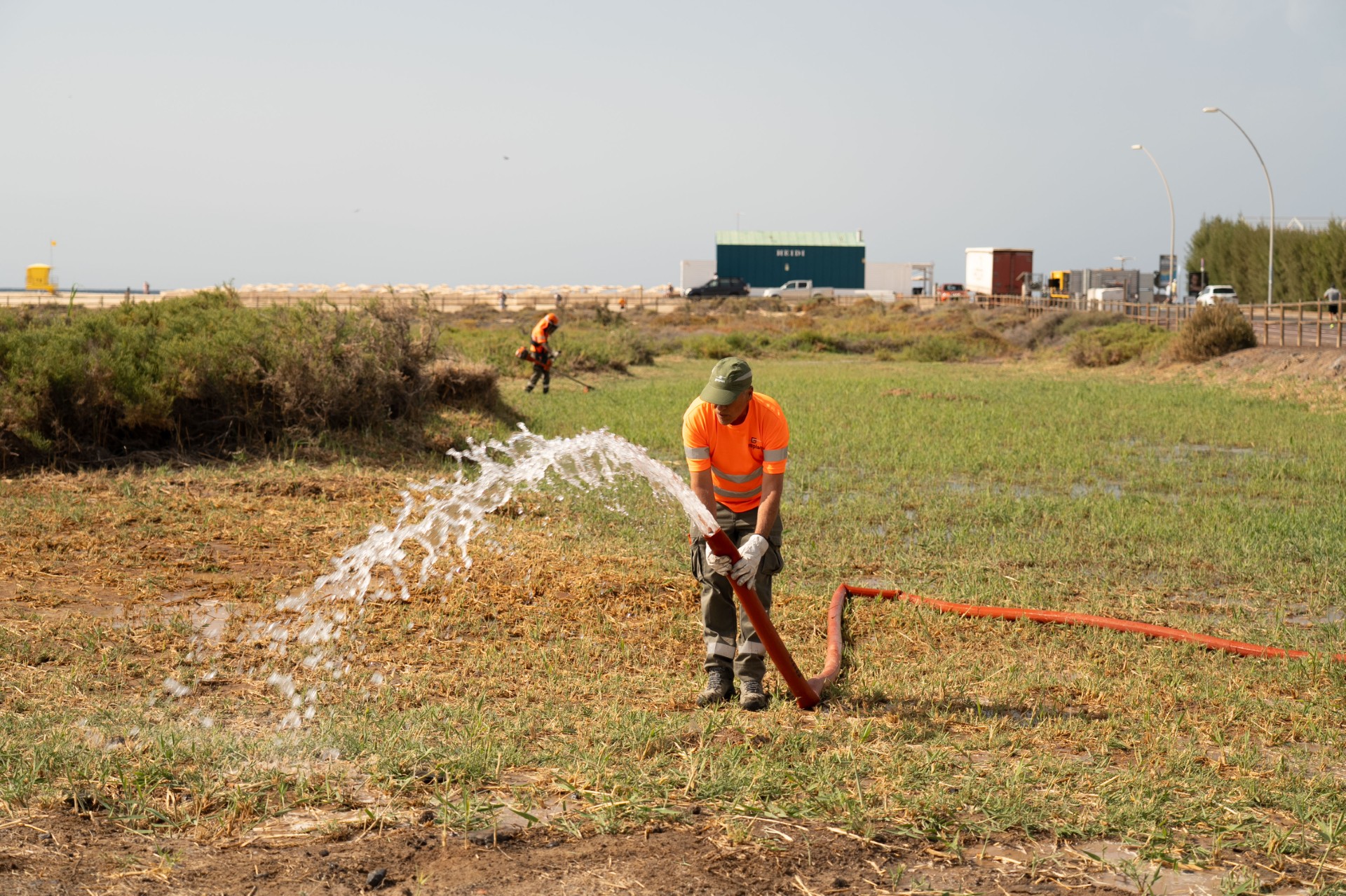 Primeros resultados de la prueba piloto para asfixiar el carrizo en el Saladar de Jandía: “control positivo”