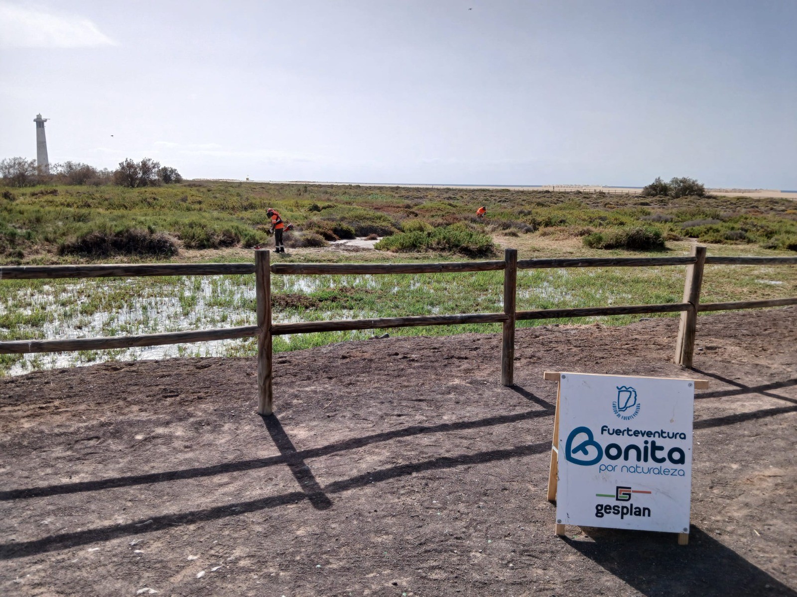 Primeros resultados de la prueba piloto para asfixiar el carrizo en el Saladar de Jandía: “control positivo”