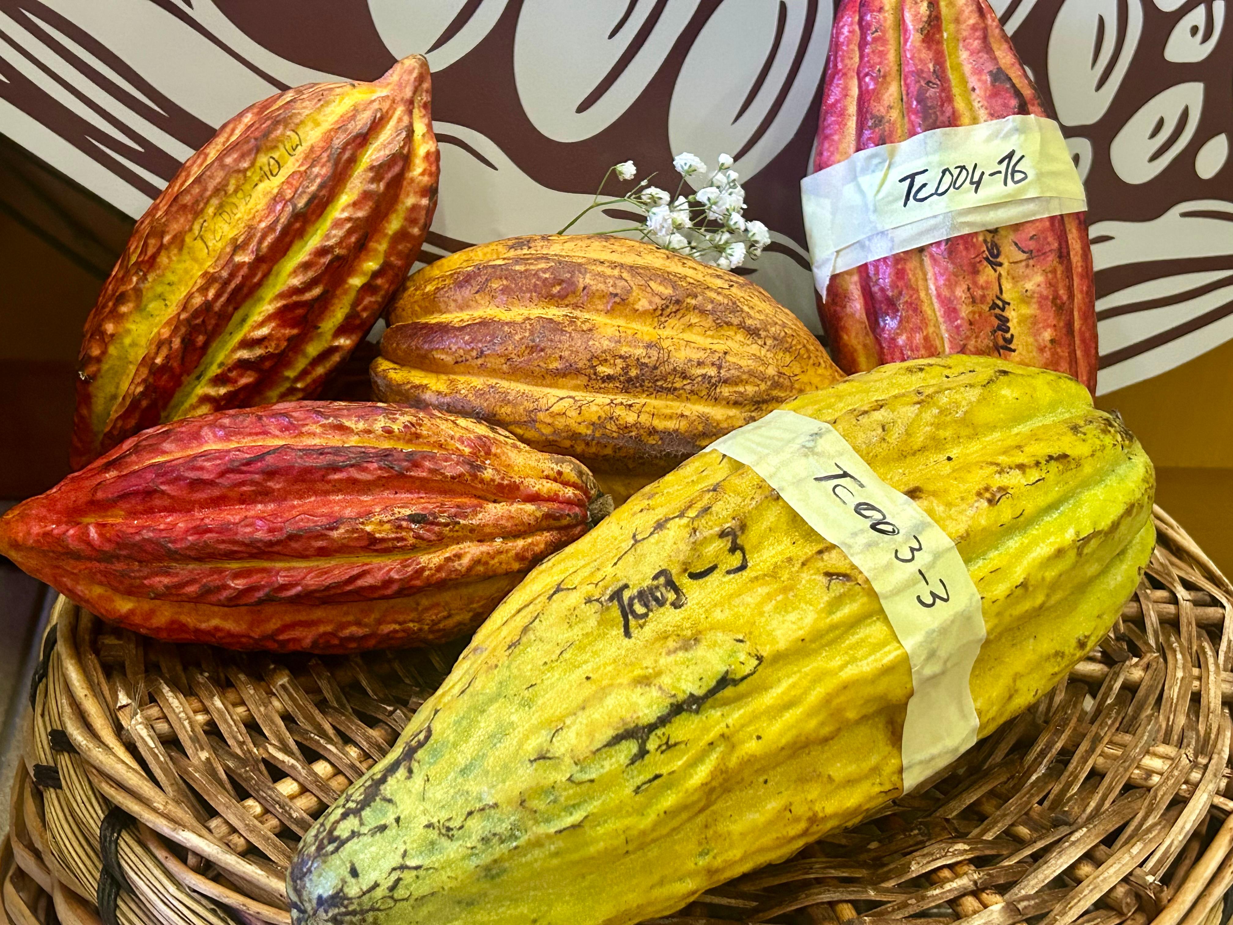 El cacao de Canarias despierta el interés de empresas españolas que elaboran chocolates artesanales