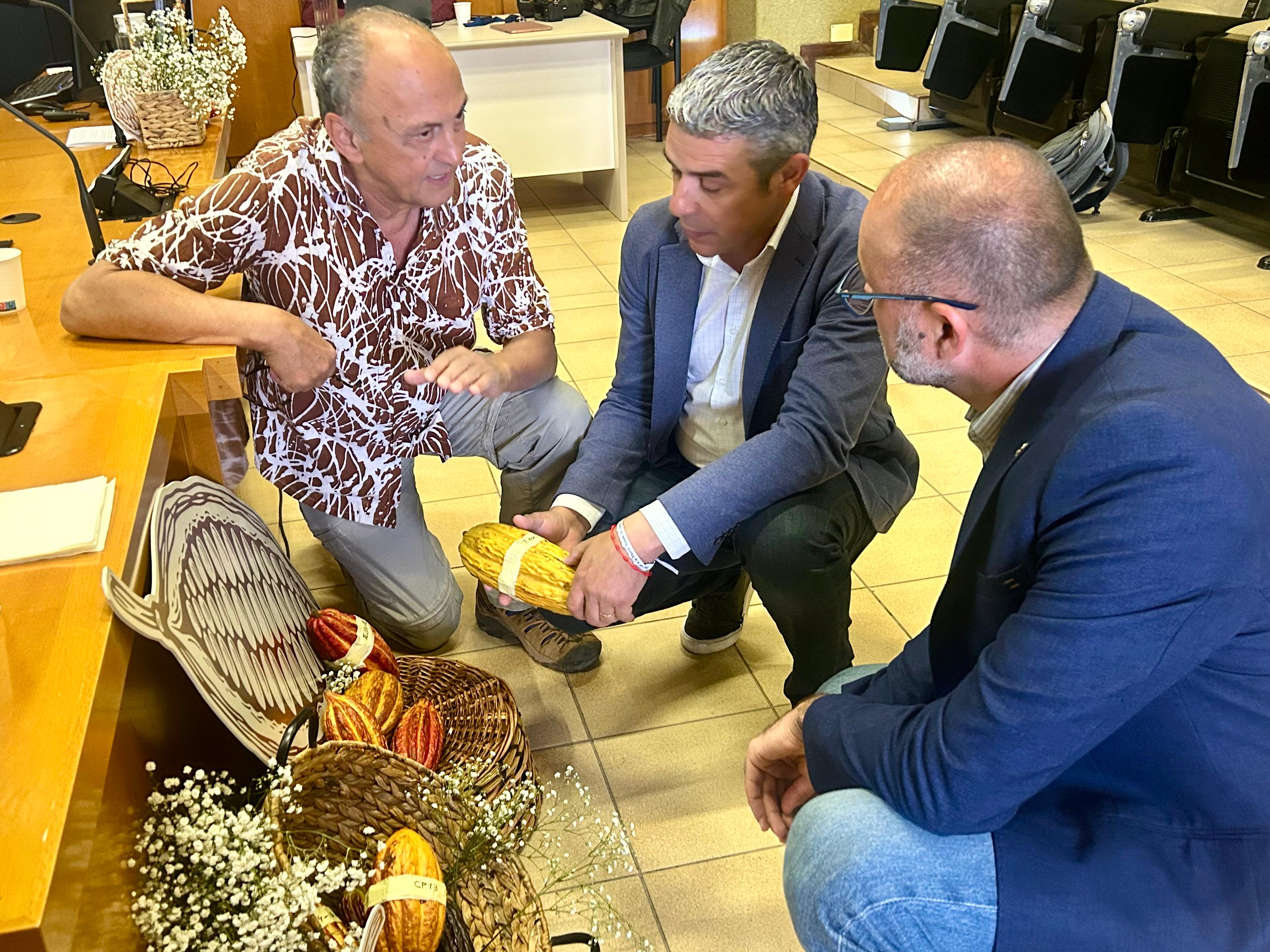 El cacao de Canarias despierta el interés de empresas españolas que elaboran chocolates artesanales