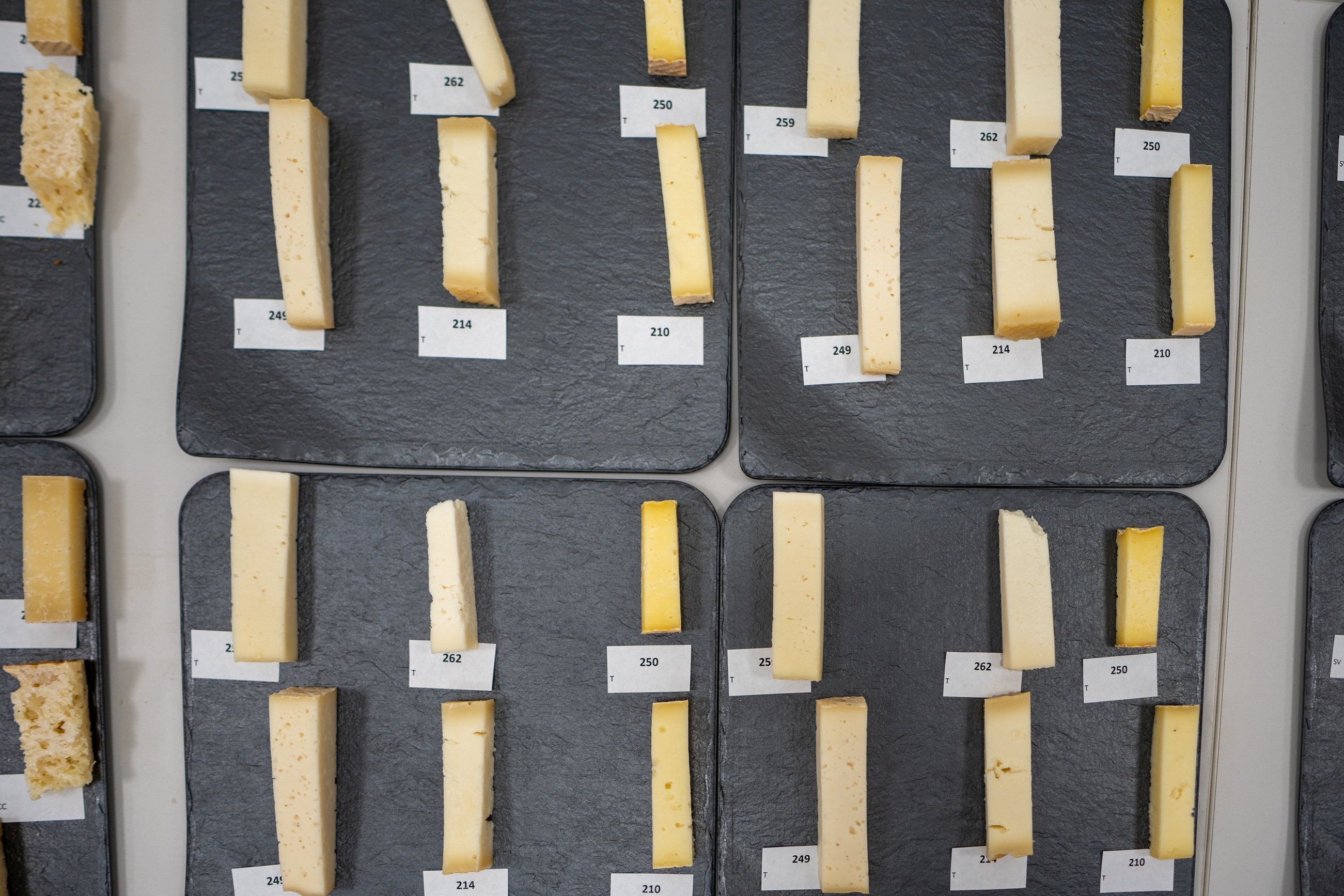 El ‘Queso Cueva Sosa’ de Gáldar, galardonado como el Mejor Curado de Gran Canaria 2025