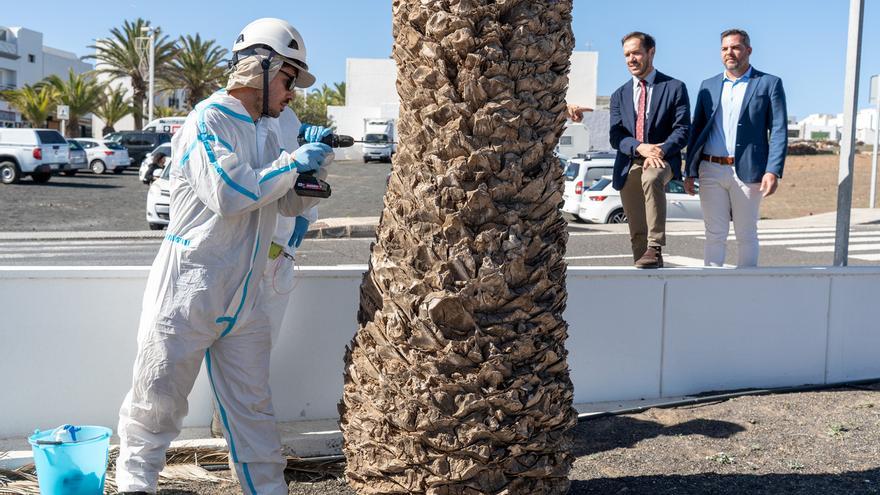 Plan de Control y Erradicación de Diocalandra frumenti en Lanzarote
