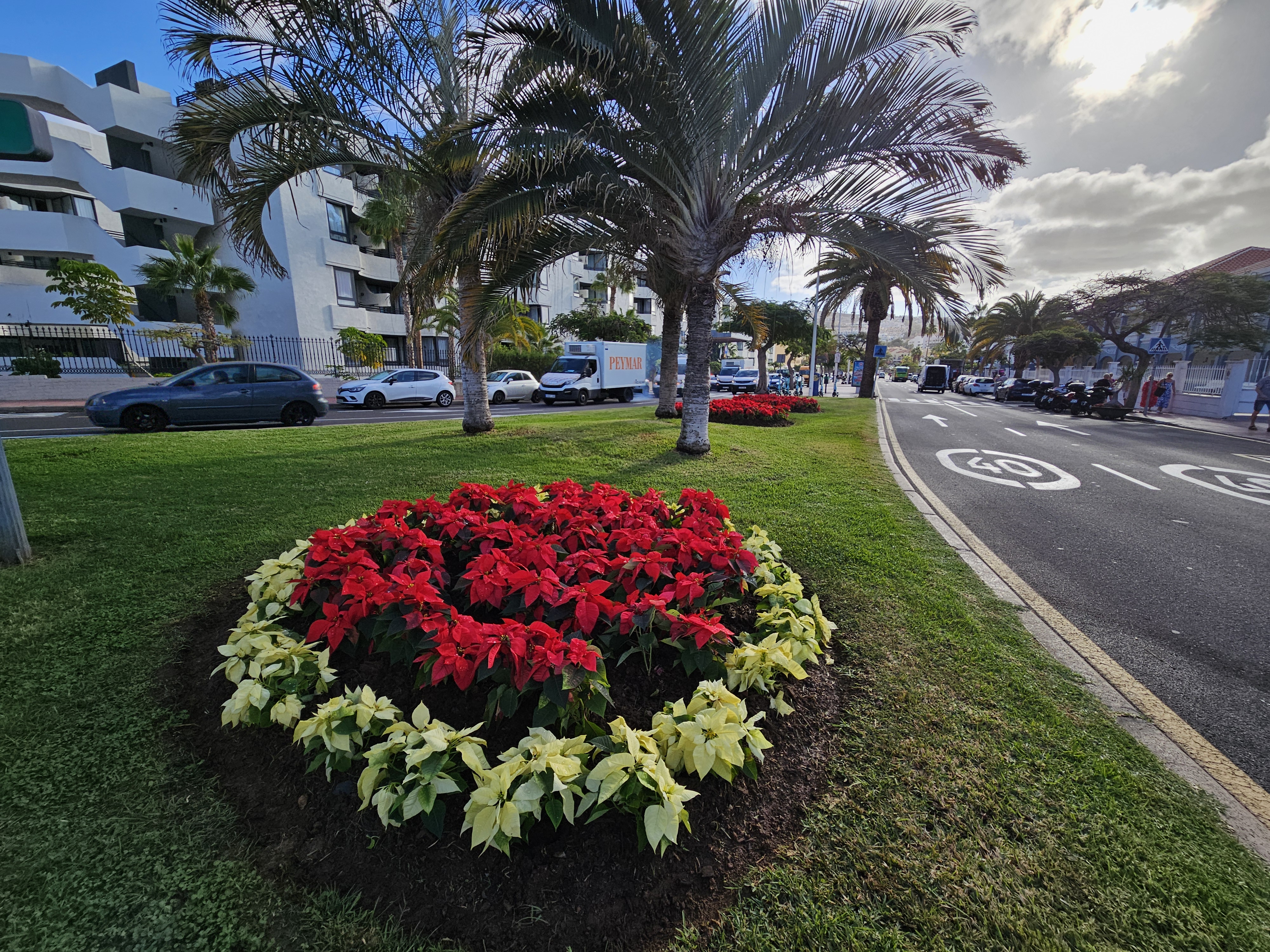 Plantación de flores de pascua en Adeje