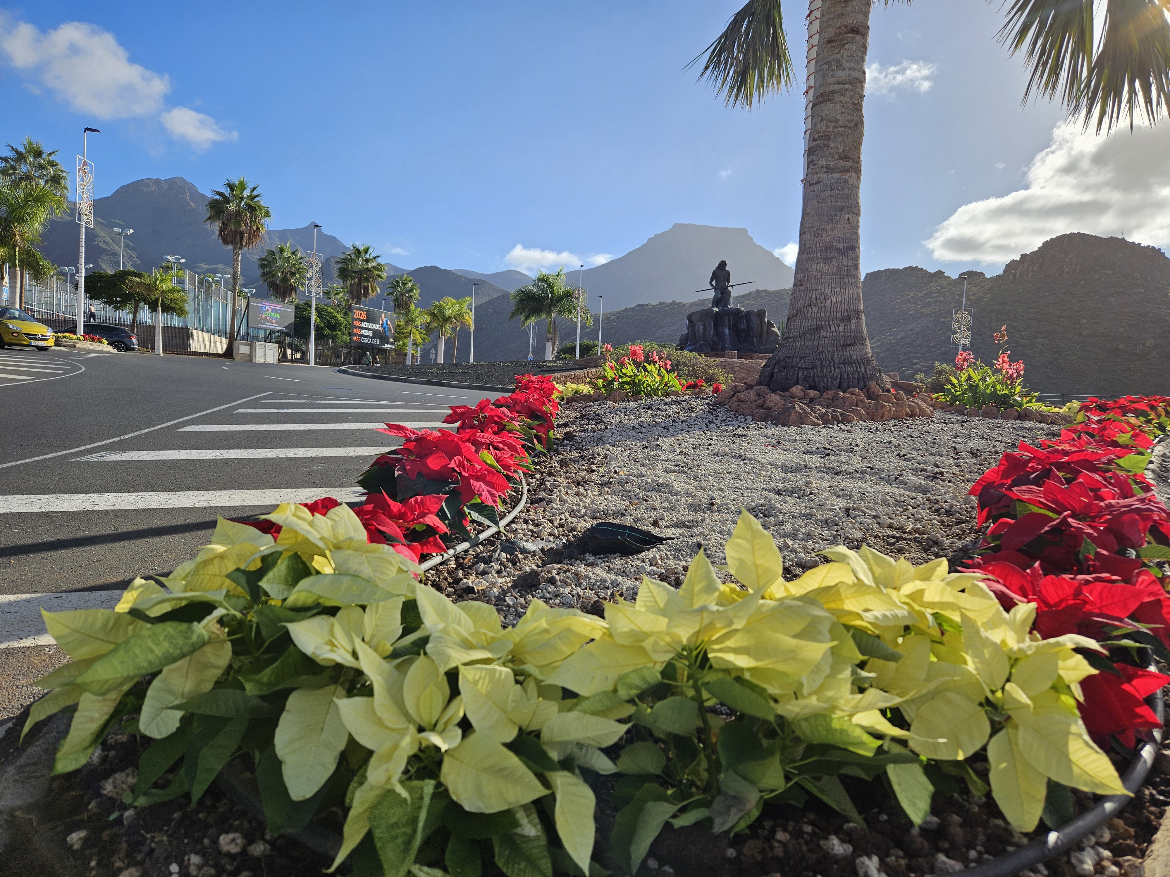 Plantación de flores de pascua en Adeje