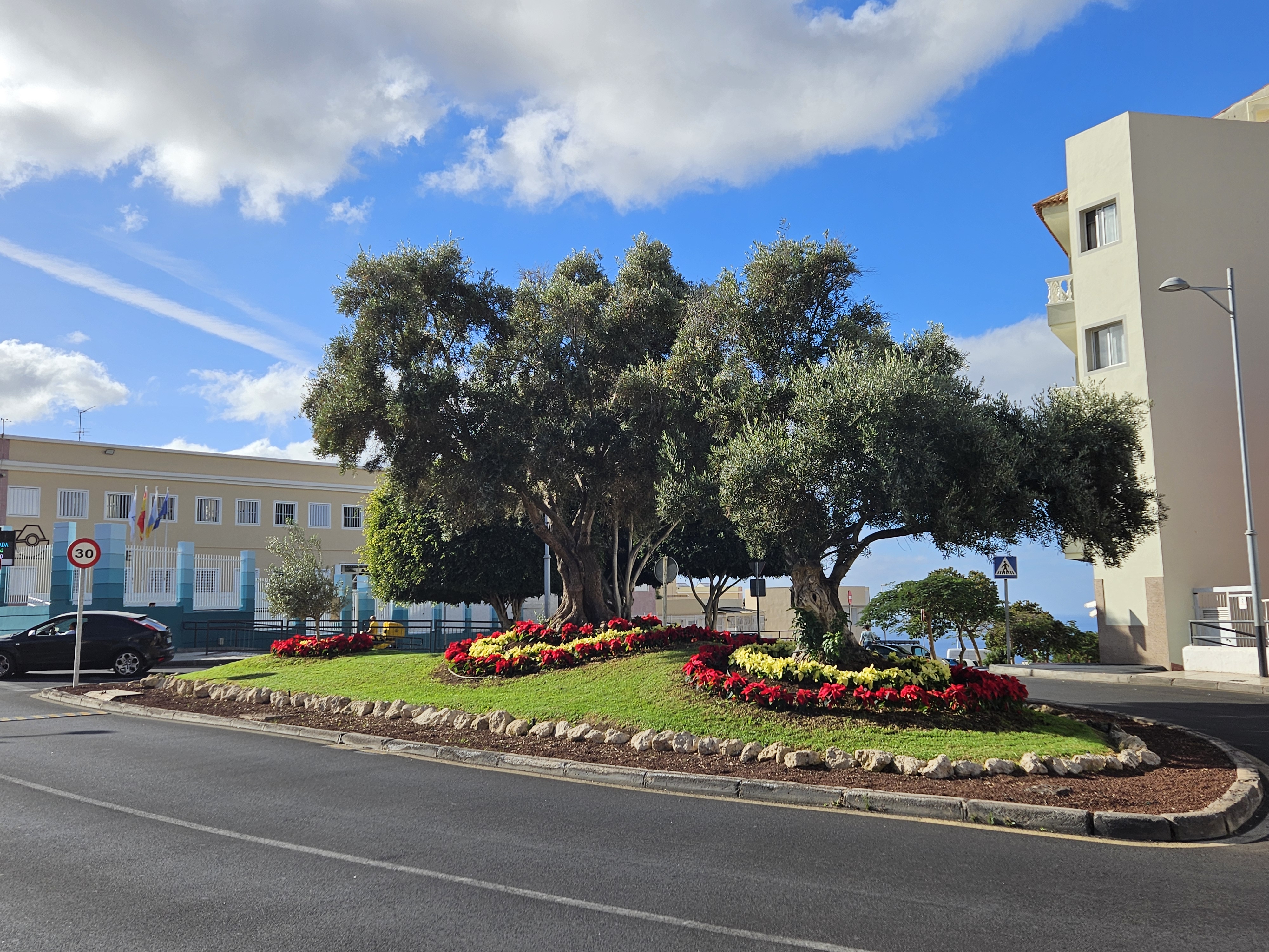Plantación de flores de pascua en Adeje