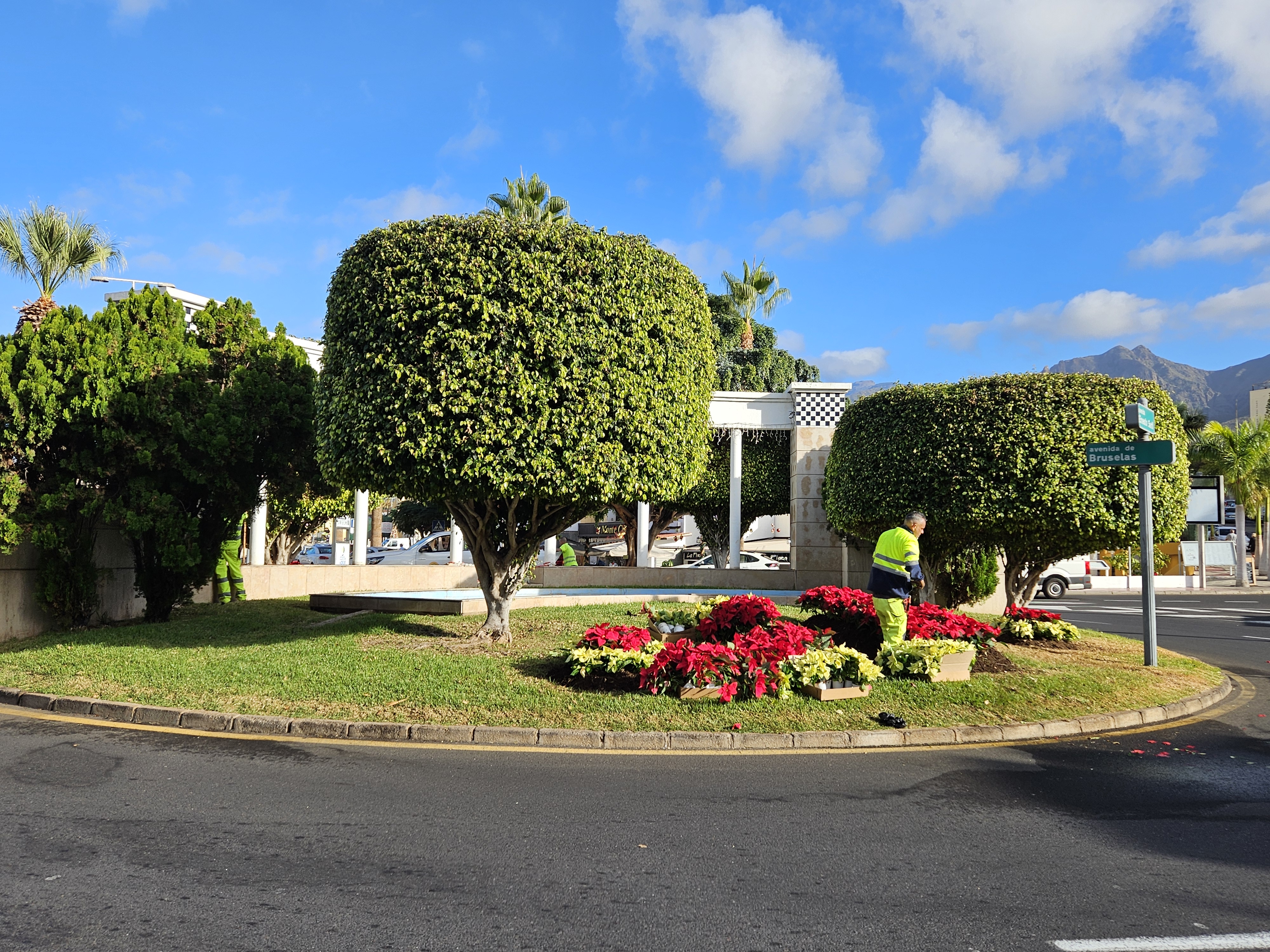 Plantación de flores de pascua en Adeje