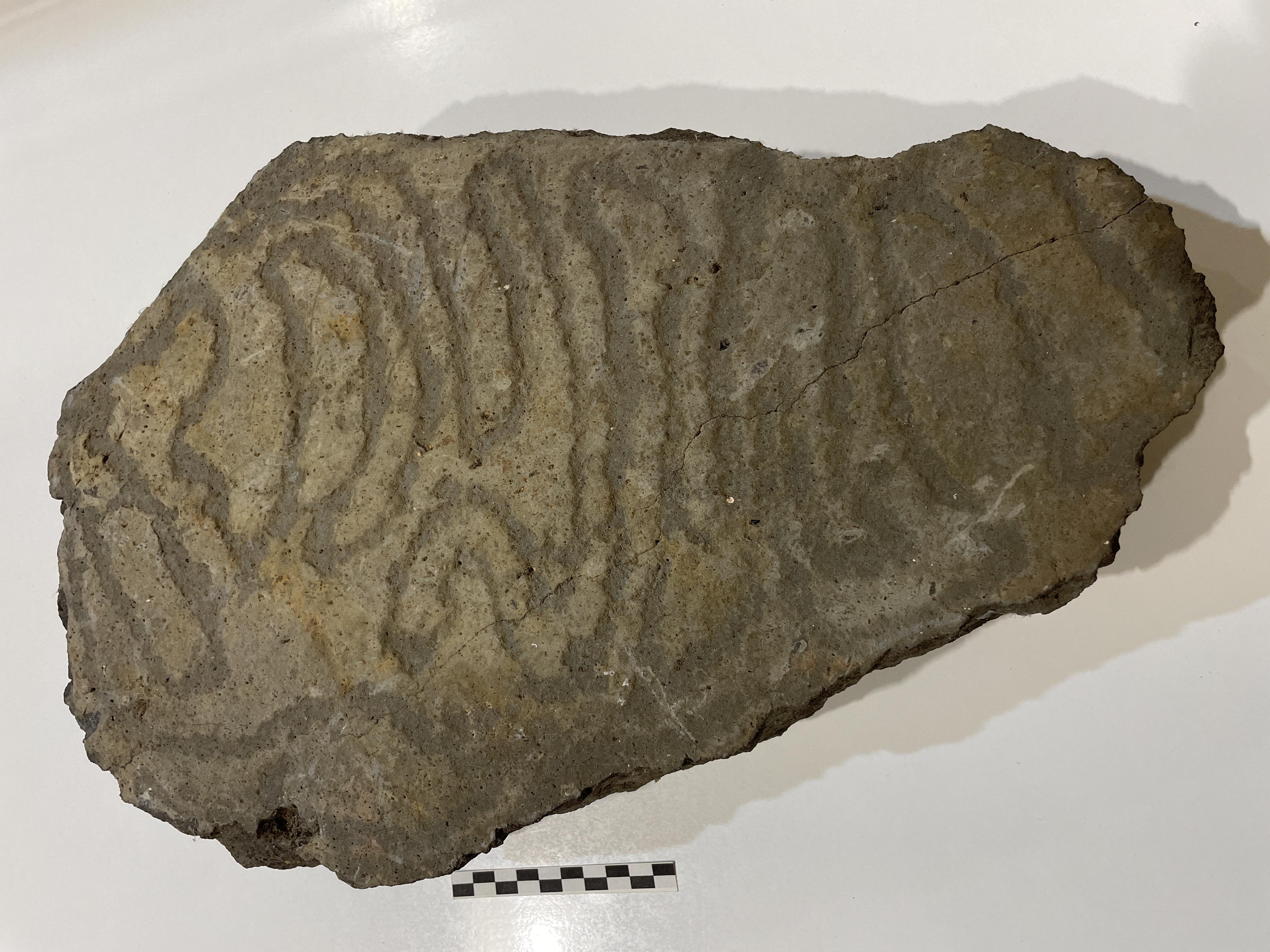 Grabados rupestres de época prehispánica procedentes del yacimiento del Llano de Las Lajitas (La Palma)