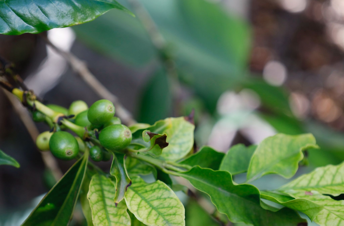 Jornada técnica informativa centrada en el sector del café de Agaete
