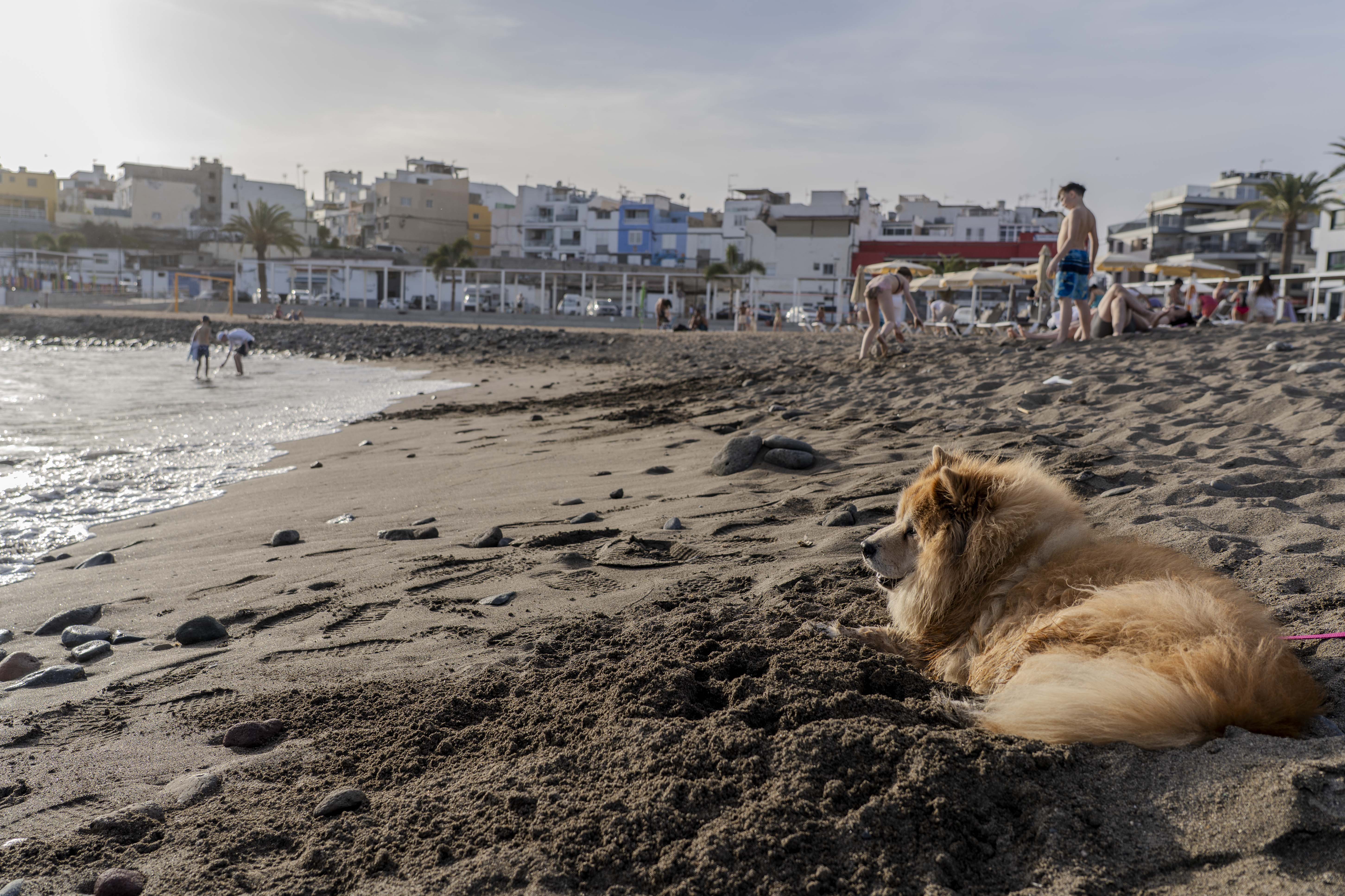 La Playa El Perchel en Mogán, habilitada para mascotas