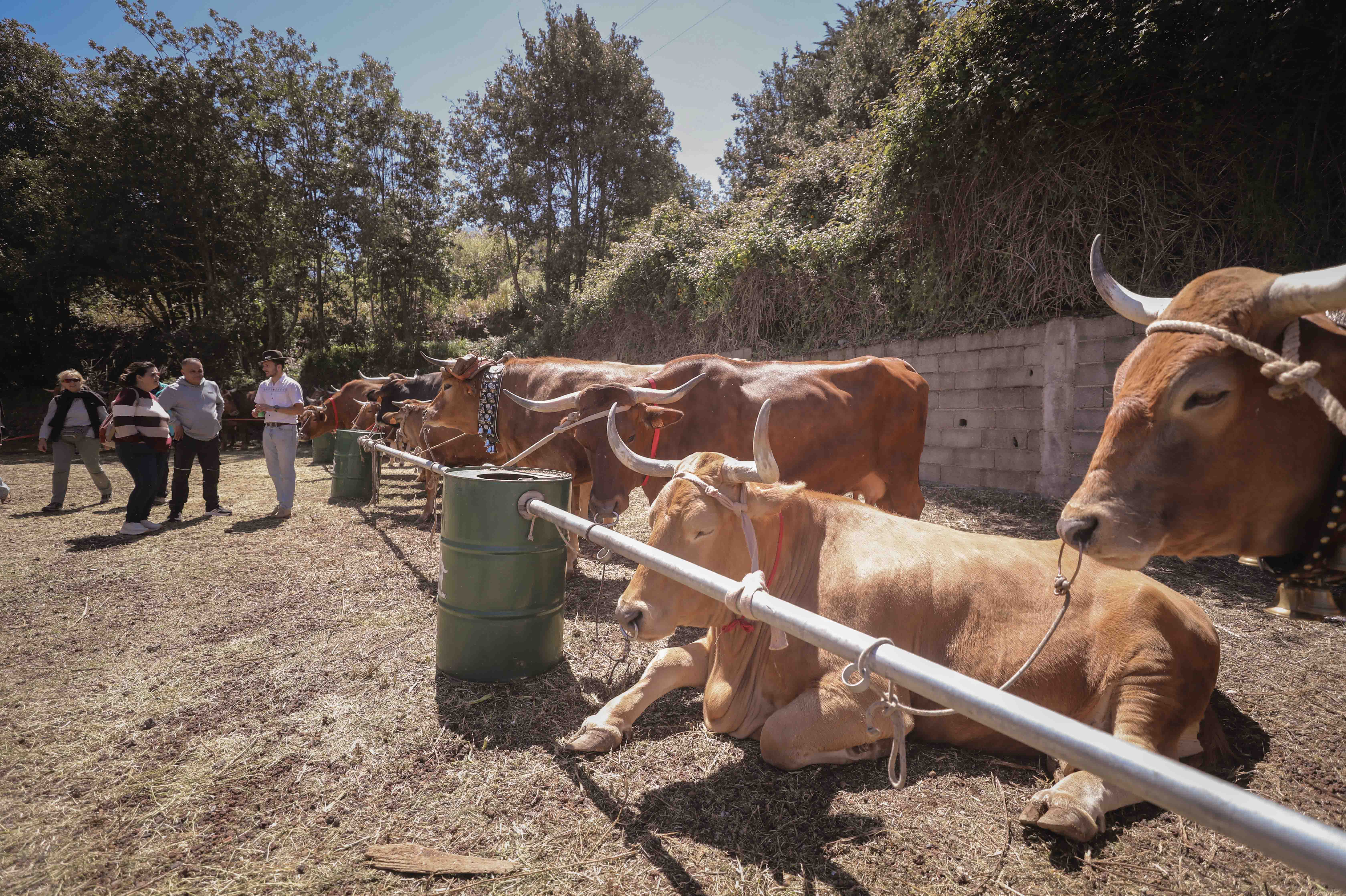 Día de las Tradiciones de El Rosario