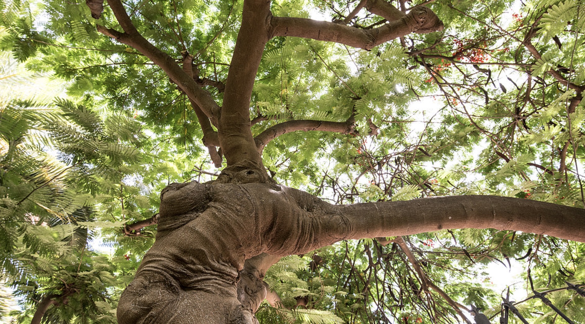 Huerto de la Flores de Agaete