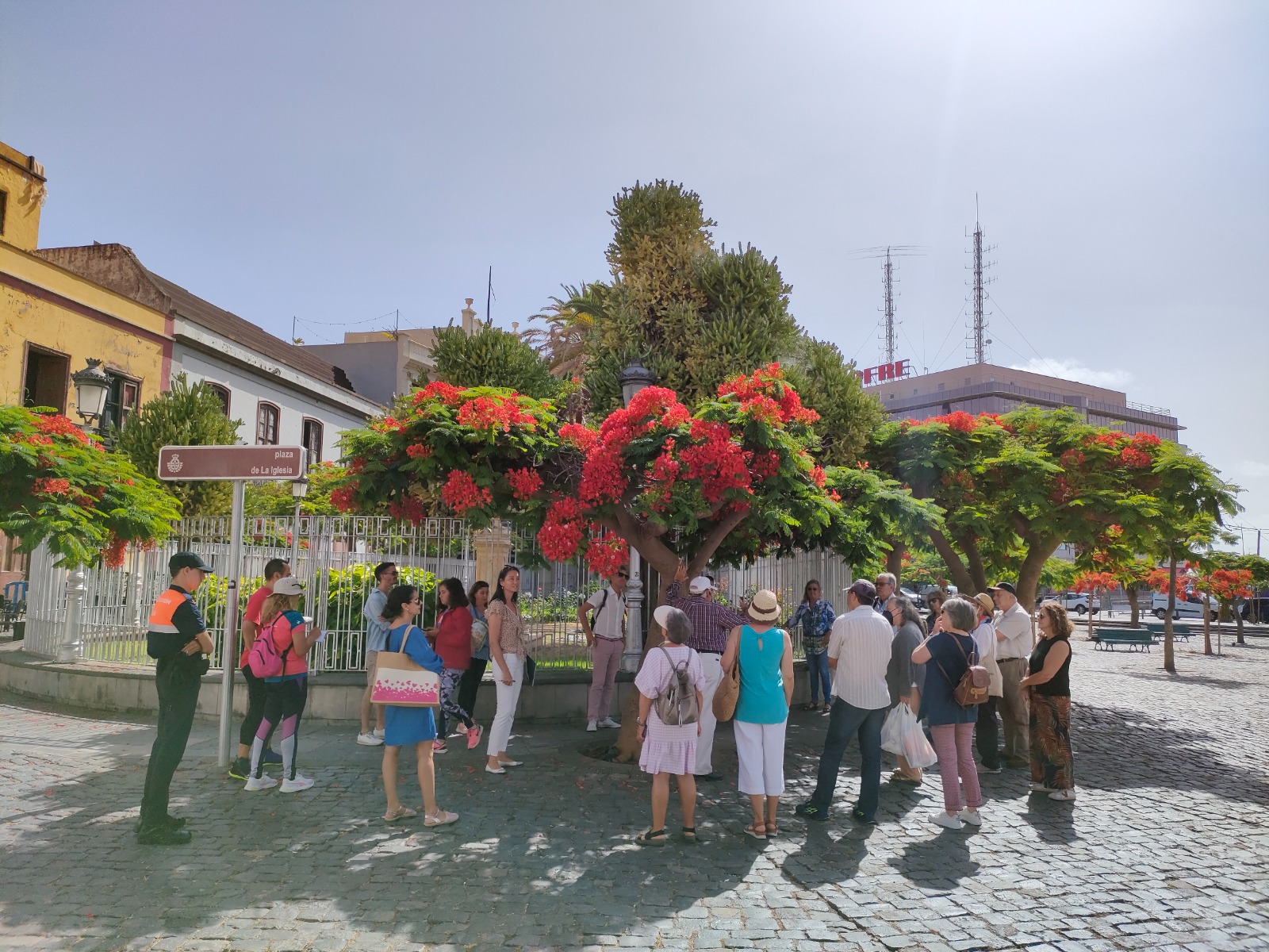 Ruta guiada para conocer los árboles singulares de Santa Cruz de Tenerife
