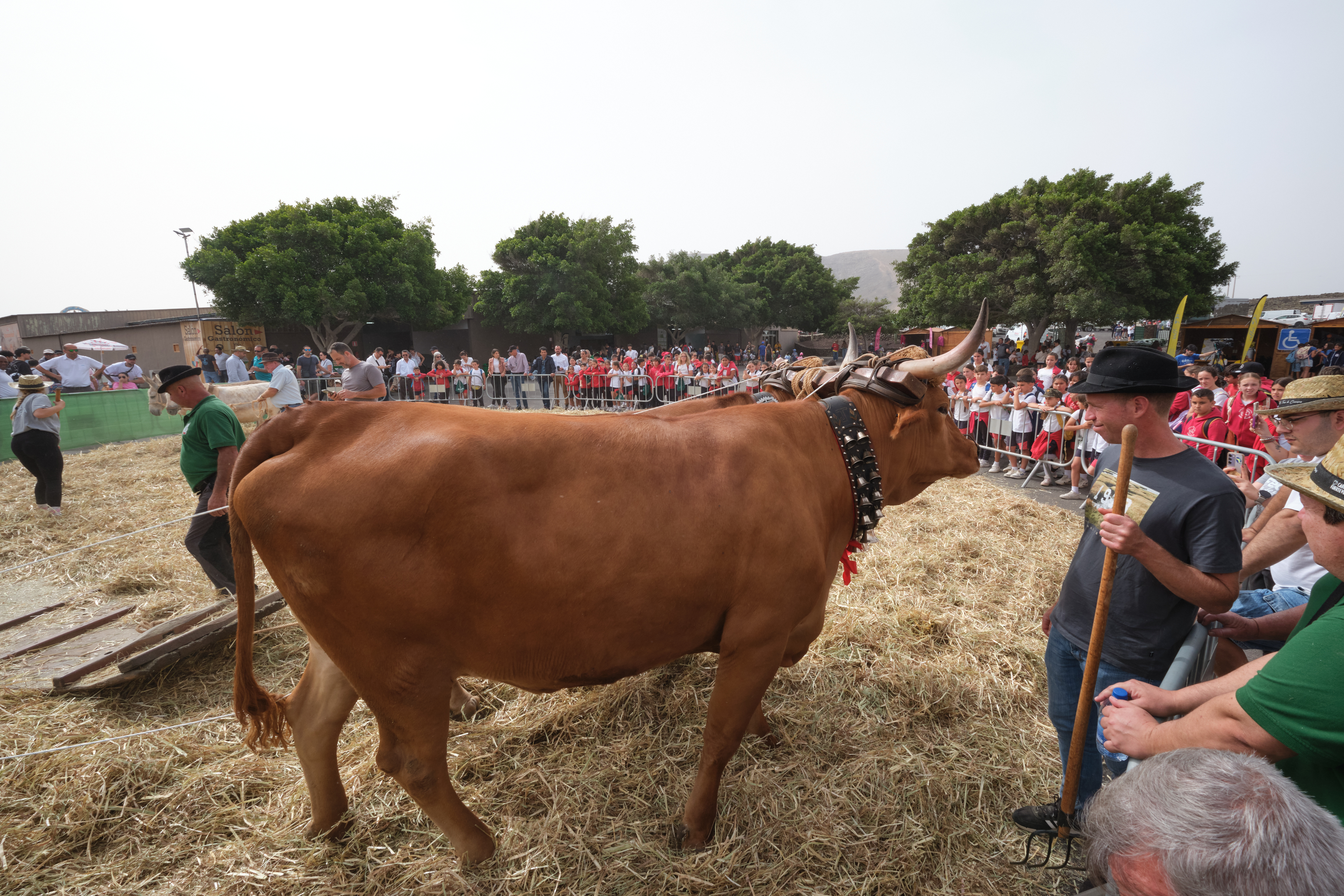 Escolares de Fuerteventura visitan FEAGA
