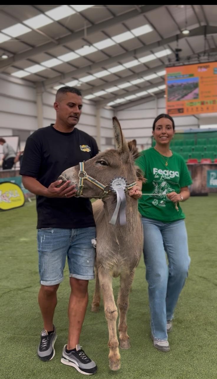 Concurso Morfológico del Burro Majorero