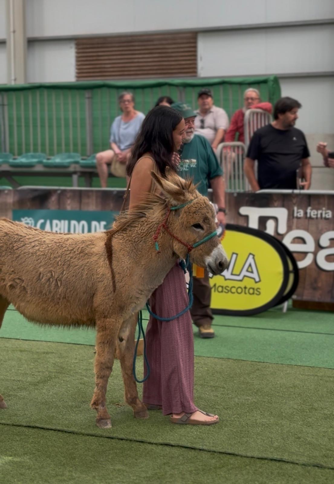 Concurso Morfológico del Burro Majorero