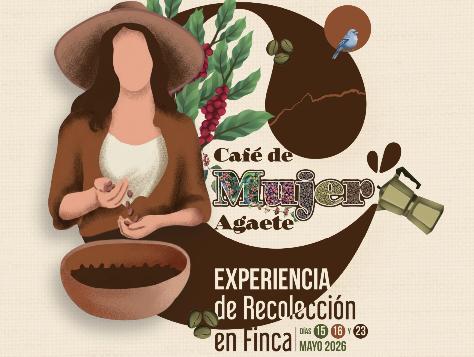 Agaete invita a una experiencia de recolección colectiva de café tradicional