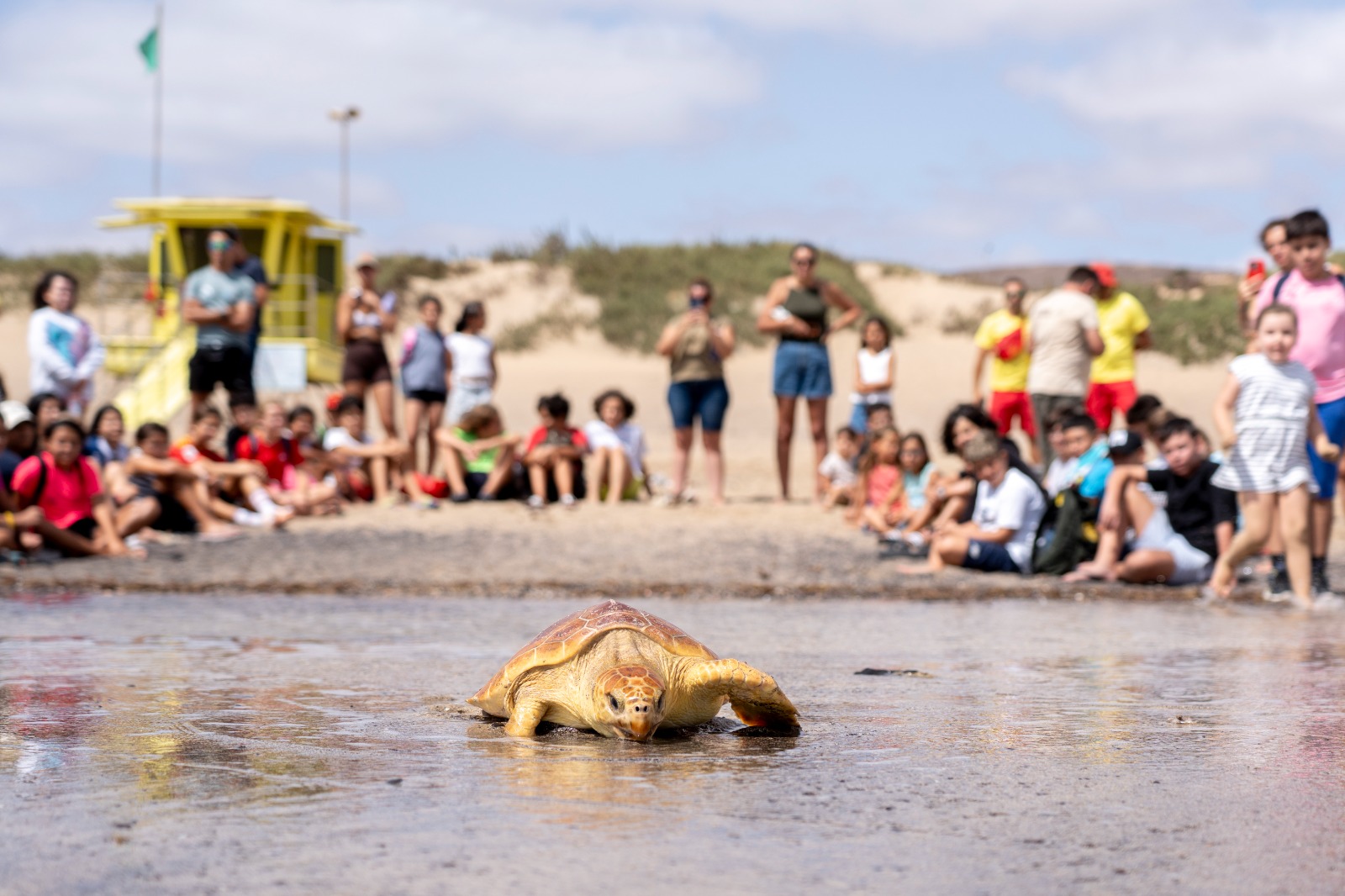 Suelta de tortugas en Playa Blanca (Fuerteventura)