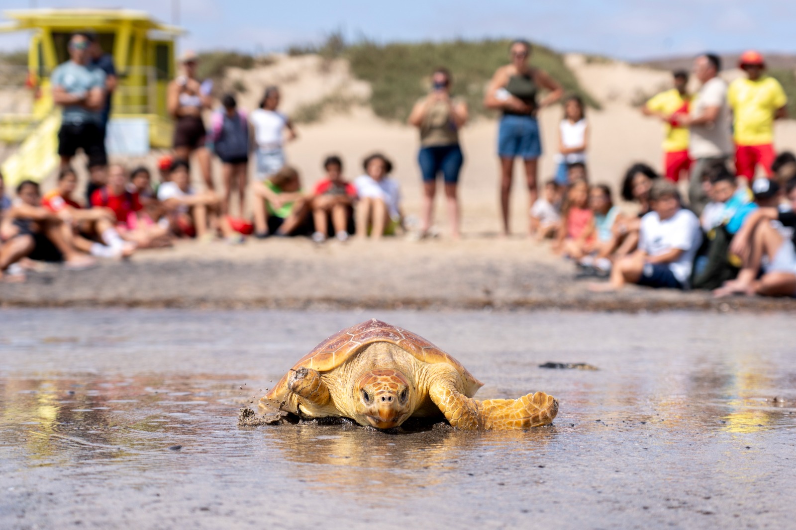 Suelta de tortugas en Playa Blanca (Fuerteventura)