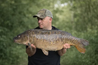 Mirror Carp