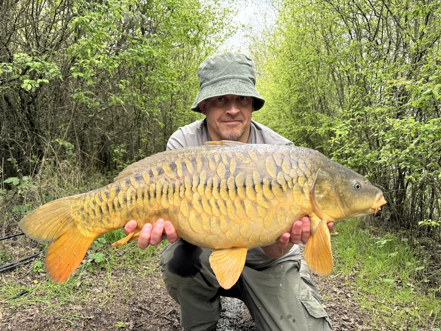 Mirror Carp