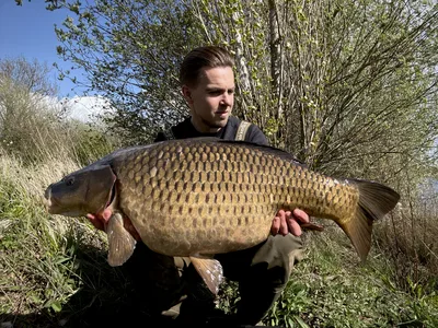Common Carp