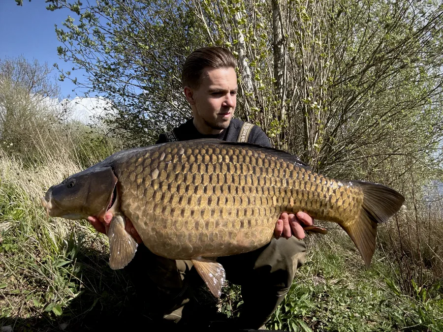Common Carp