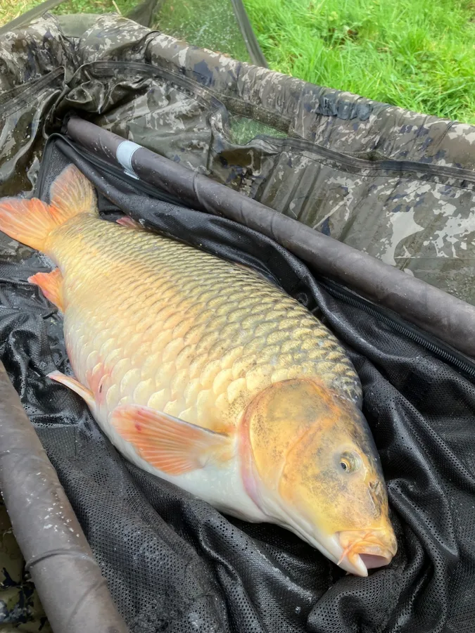 Common Carp