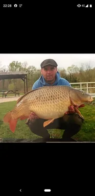 Common Carp