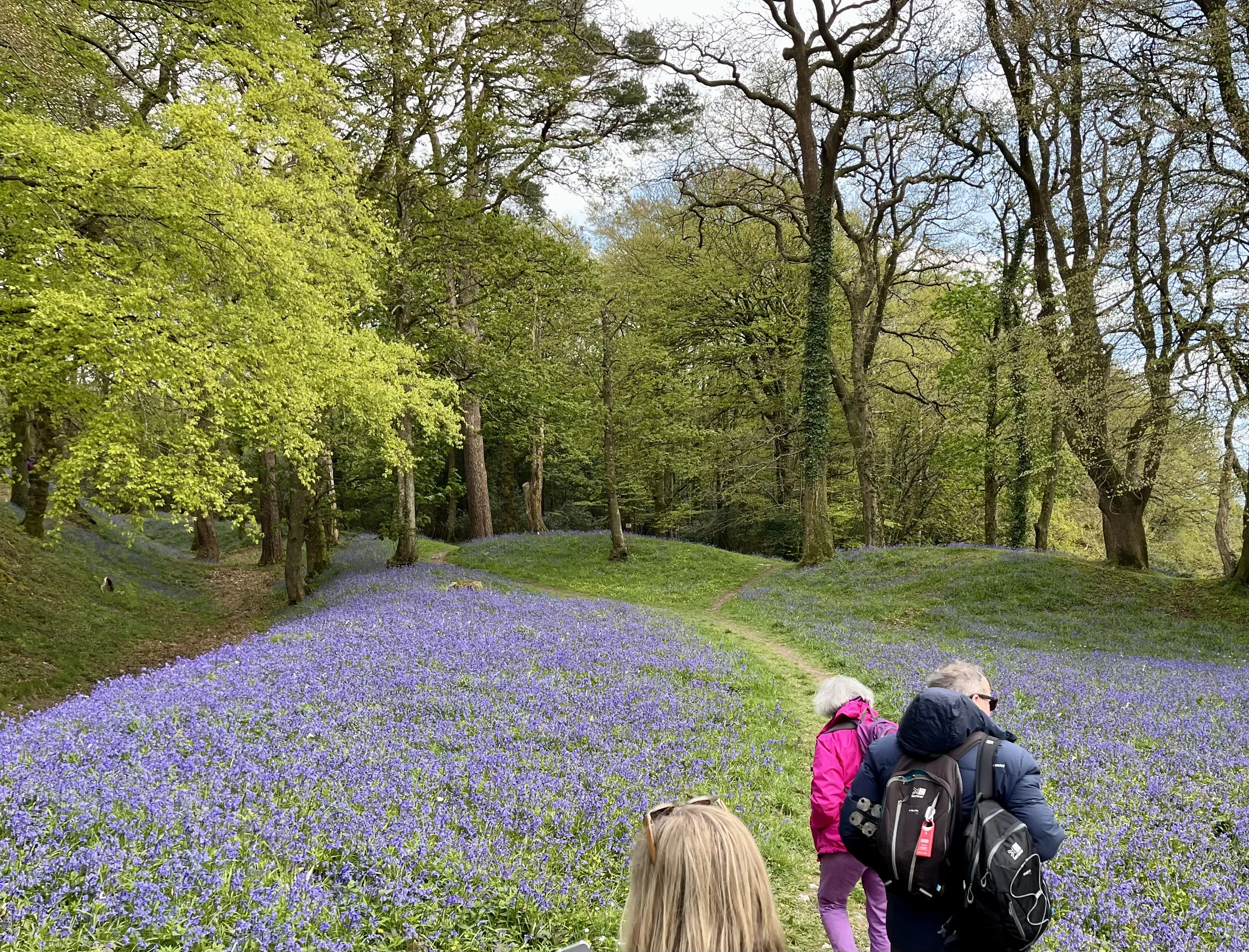 bluebells 1