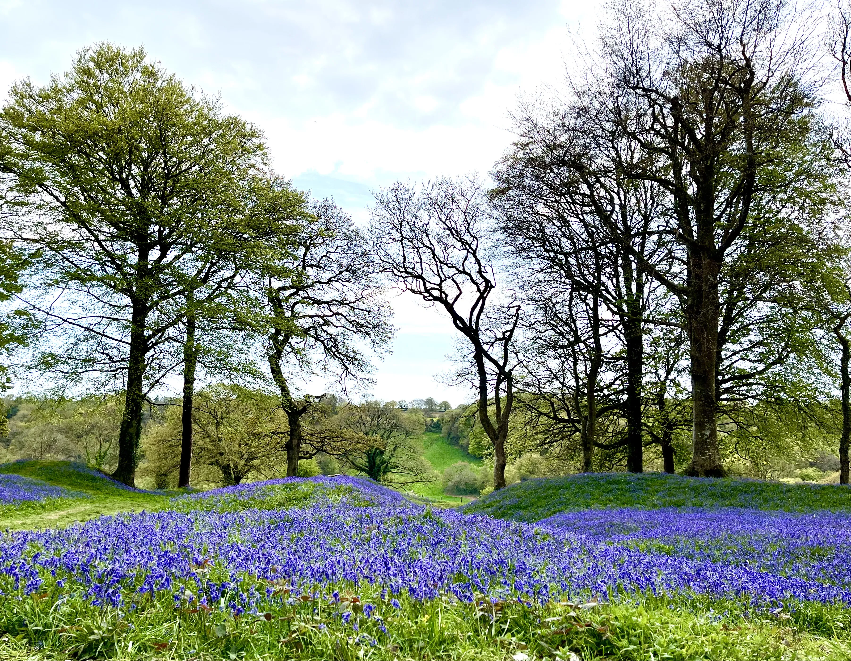 bluebells 2