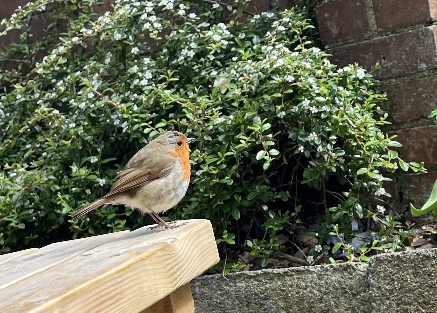 robin