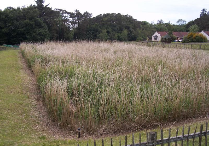 Hansel reedbed