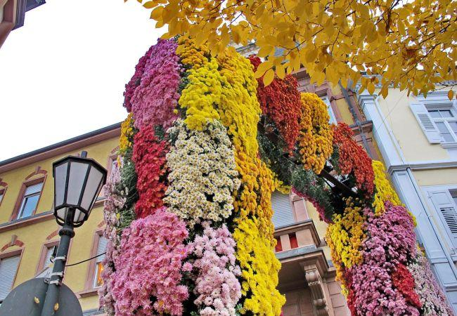 Chrysanthema Lahr – Ein Blütenmeer voller Farben 