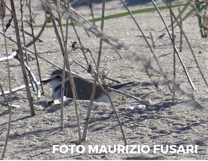 QUANDO UNA SPECIE PROTETTA SCEGLIE PORTO POTENZA PICENA