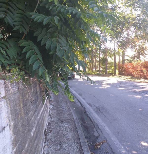 Verde selvaggio marciapiede killer