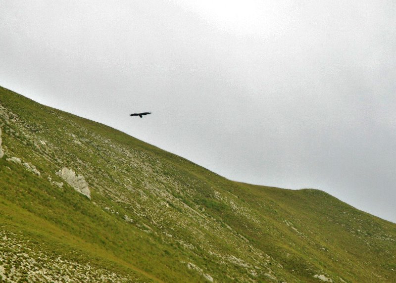 Una famiglia di aquile sul monte Bove
