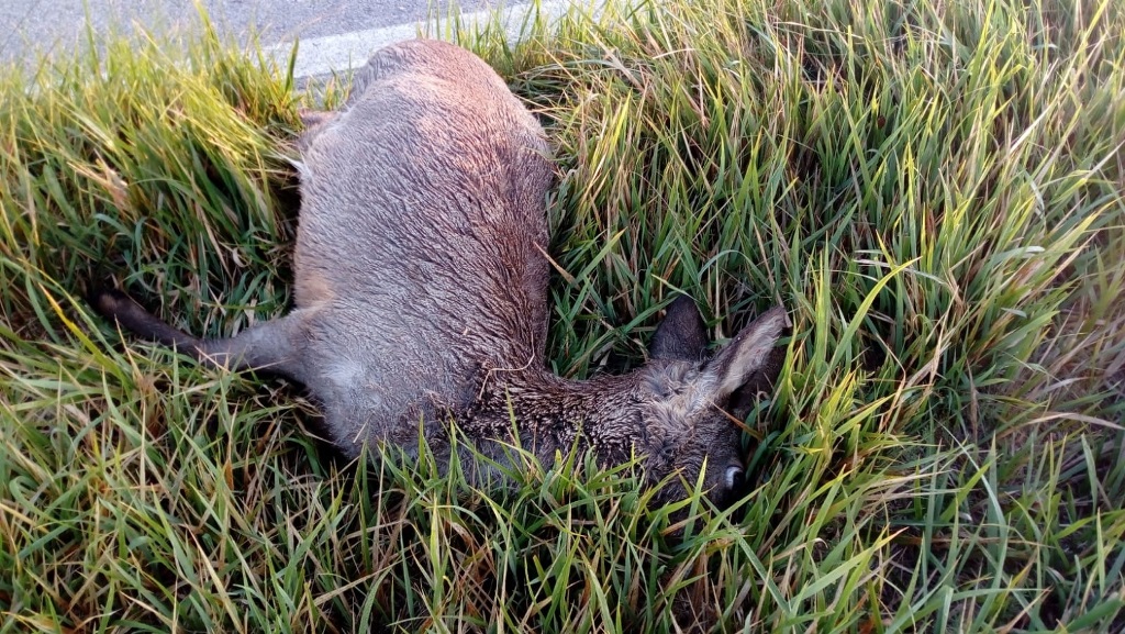 Recanati: investito un capriolo lungo la strada per Montefiore