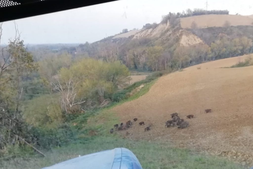 Marche. Fauna selvatica, pronti 500mila euro per risarcire i danni arretrati.