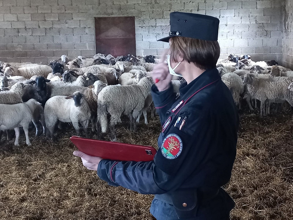 Treia: sanzionato allevamento abusivo di ovini