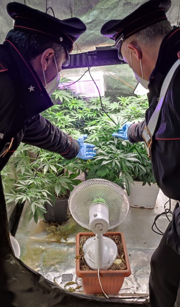 Mogliano: in casa aveva una vera e propria coltivazione di marijuana.