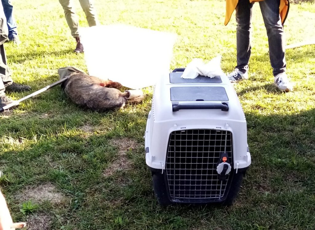 Recanati: investito un lupacchiotto a Le Grazie